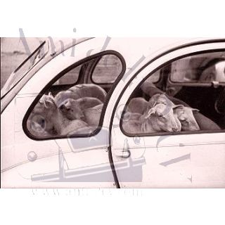 2CV bétaillère