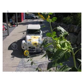 2CV 6 Club blanc meije